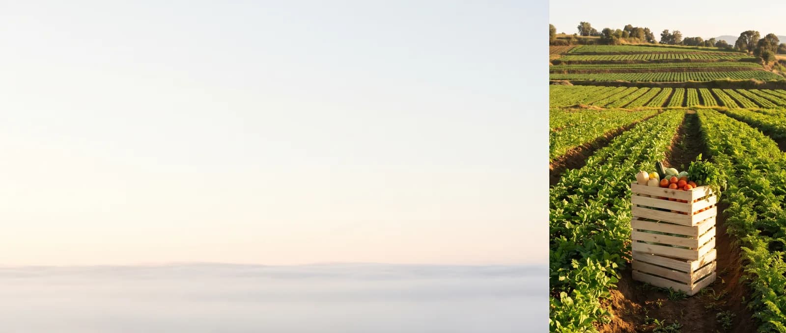 Amanecer sobre campos de cultivo en terrazas, con niebla en el valle y cajas de verdura recién cortada a la orilla del surco.