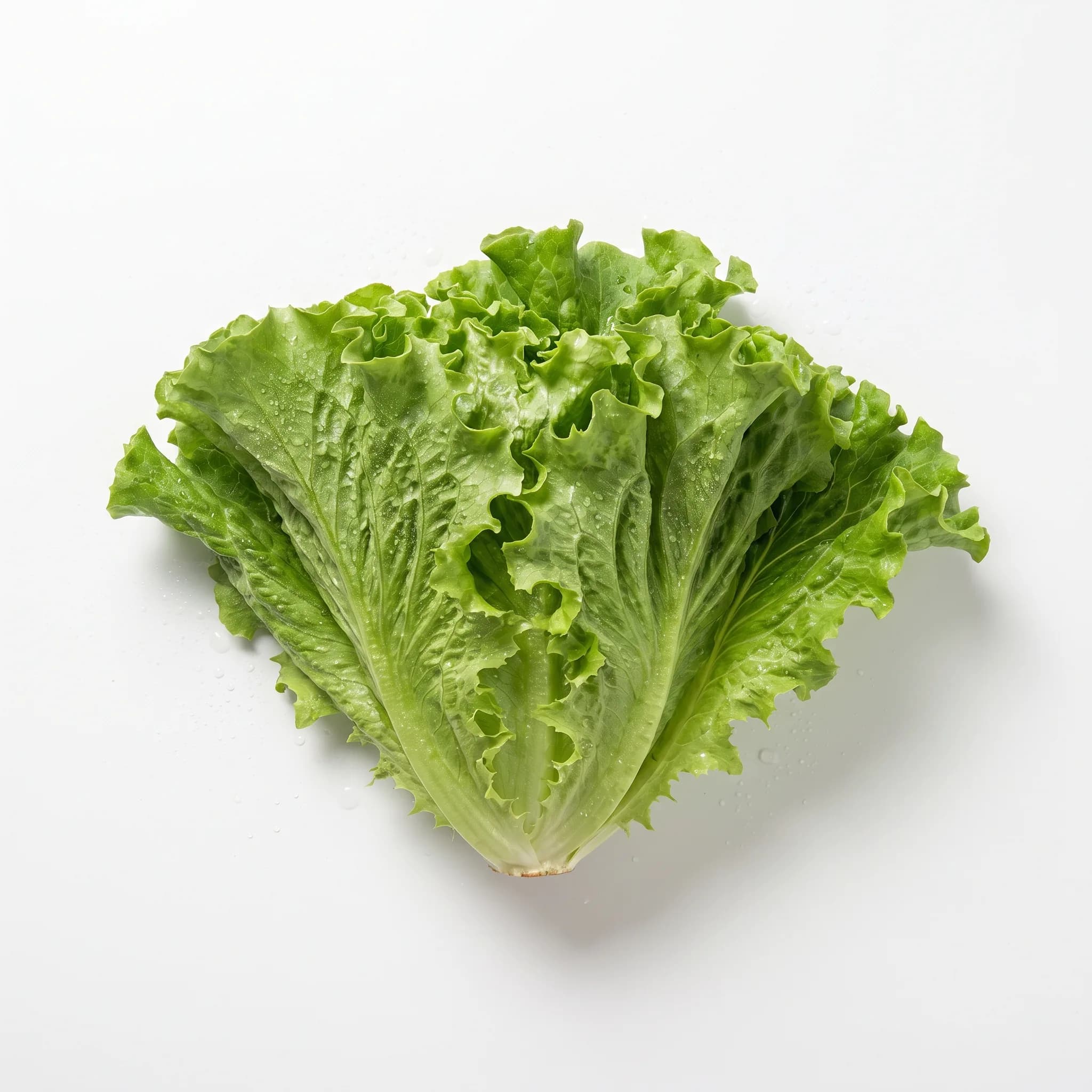 Lechuga italiana