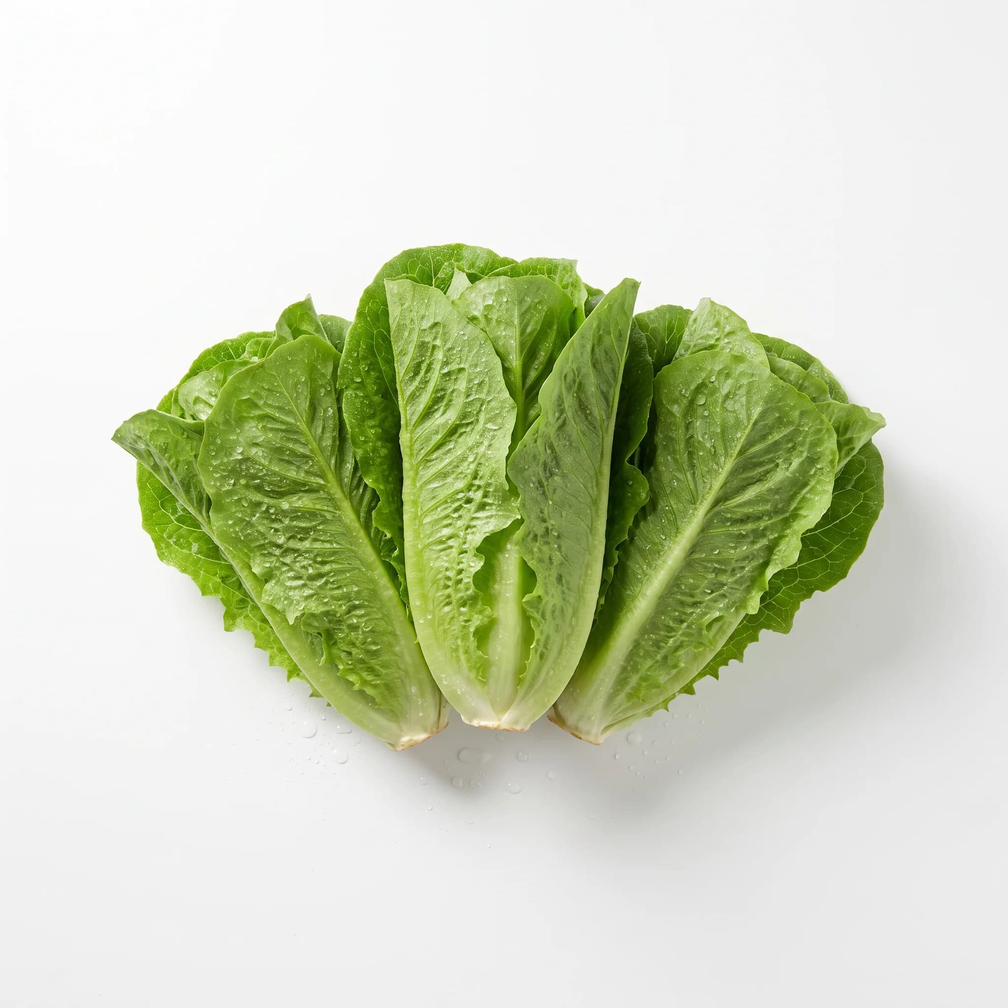 Lechuga orejona
