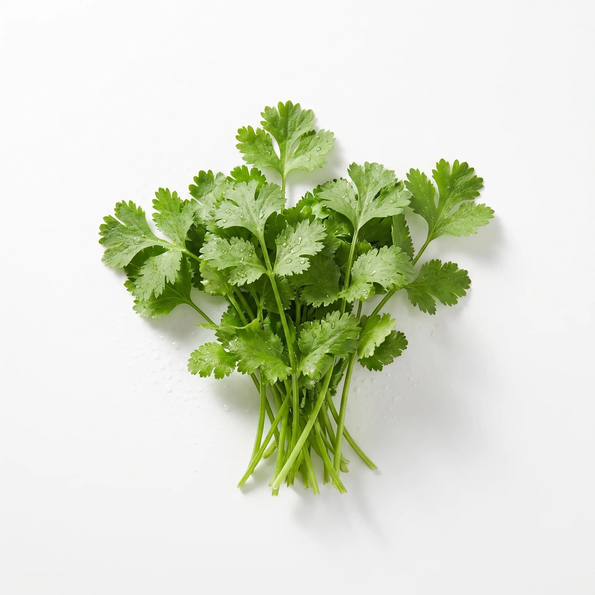 Cilantro
