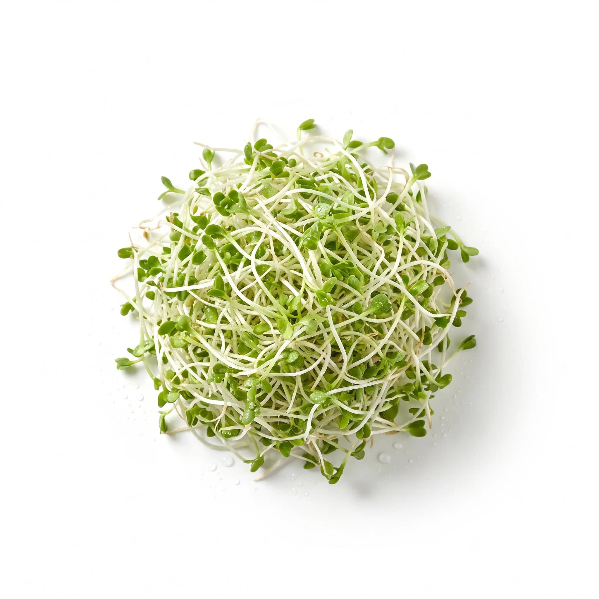 Germen de alfalfa