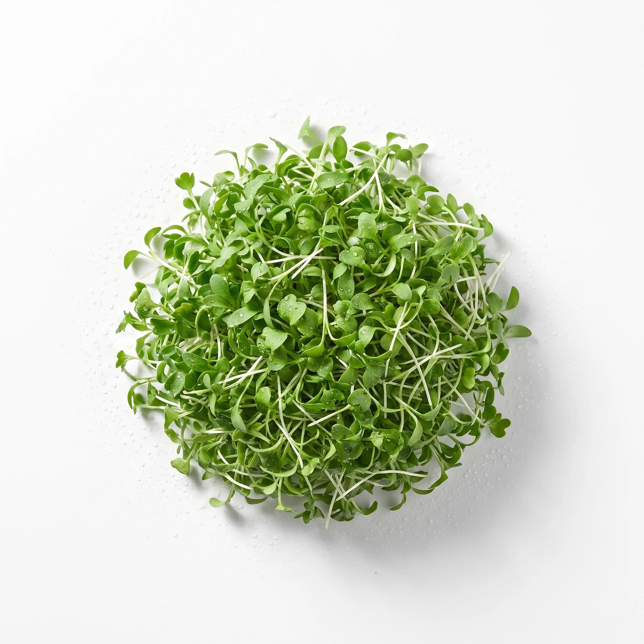 Brote de cilantro