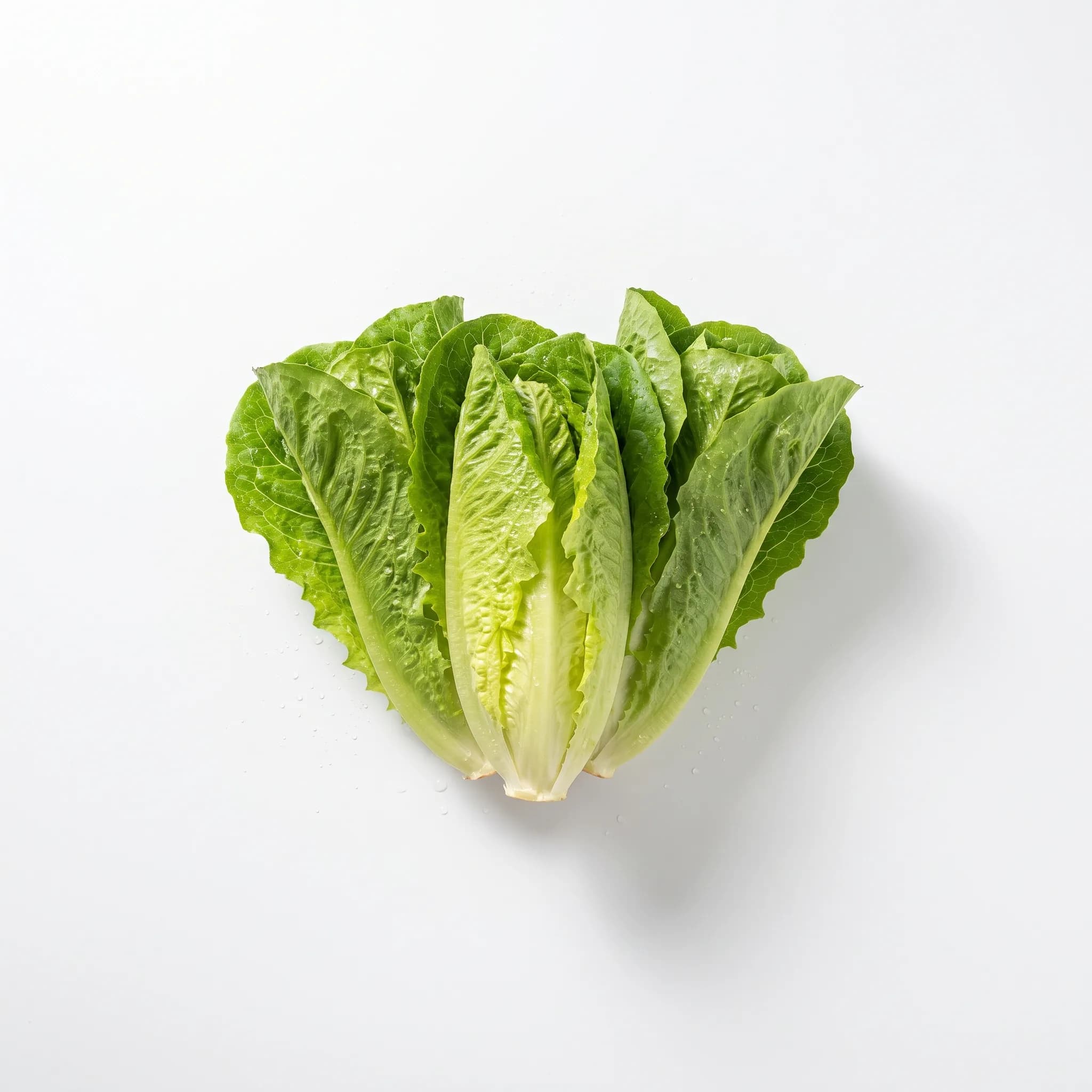 Lechuga orejona orgánica