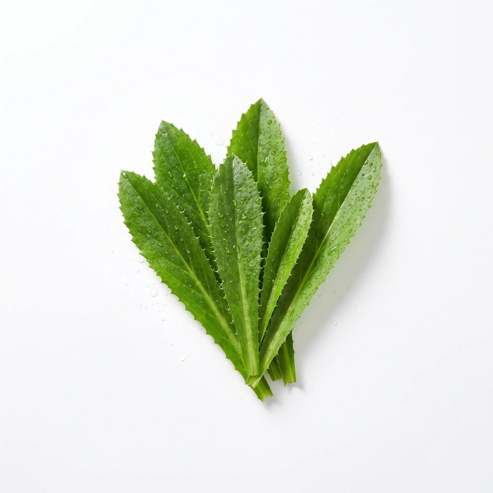 Cilantro recio